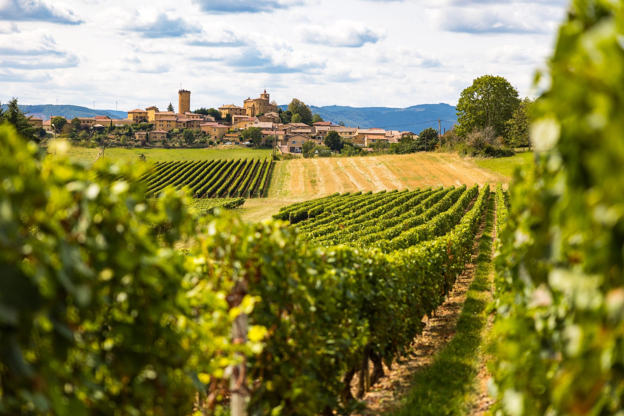 C´est arrivé – smaking av årets ferske Beaujolais viner (Vinsmaking) – Dato 20.11