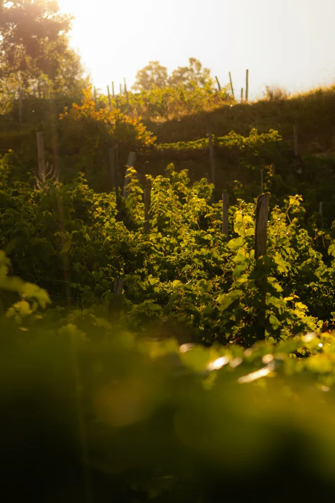 En smak av Piemonte hos Aanerud Bakeri (Vinsmaking) – Dato 16.01